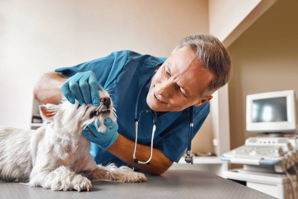 Best Broken or Chipped Tooth Repair in Bee Cave, TX